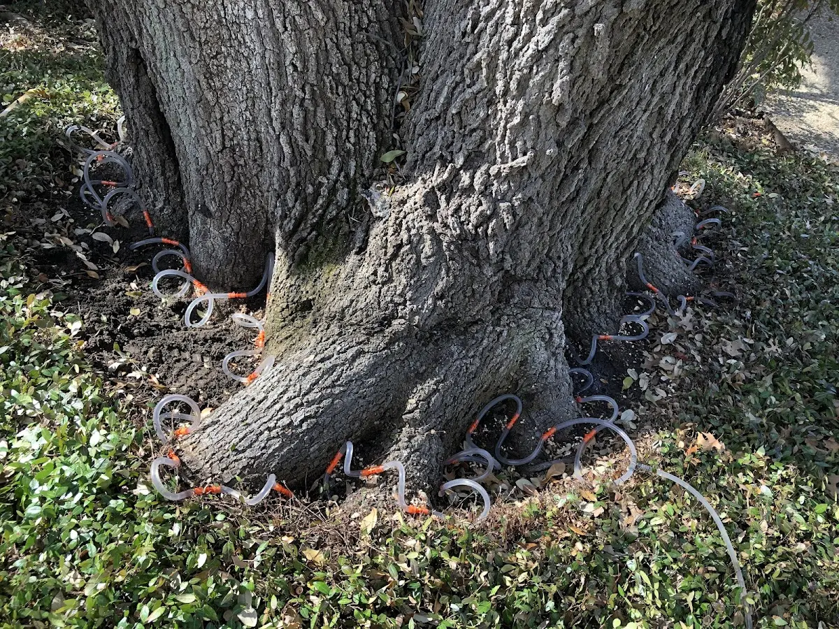 Detailed Tree Cabling and Bracing job site in Stahlstown