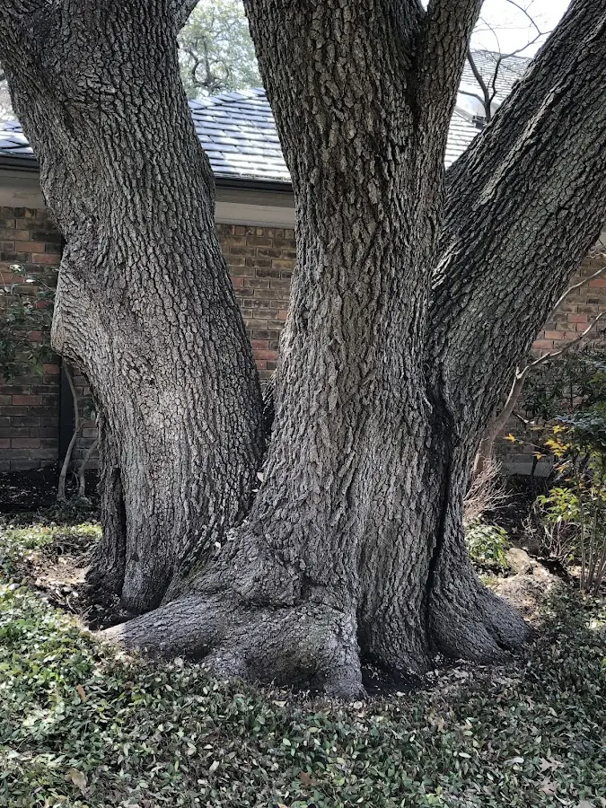 Mature heritage tree close to a Stahlstown property cared for by certified arborists